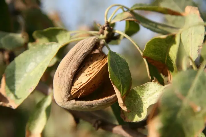 Mandorla matura su un ramo, con il mallo aperto che rivela il guscio. Potrebbe essere un segno di malattie del mandorlo o semplicemente la maturazione.