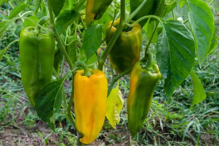 Peperoni verdi e gialli pendono dai rami. La temperatura minima ideale per la loro crescita è di 15°C.