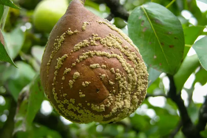 Pera colpita da monilia, con macchie giallastre. Si cerca un monilia trattamento biologico per salvare il raccolto.