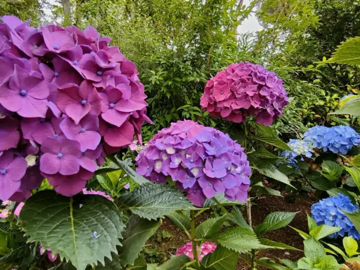 Ortensie viola e blu in fiore. Per una fioritura rigogliosa, scopri come potare le ortensie.