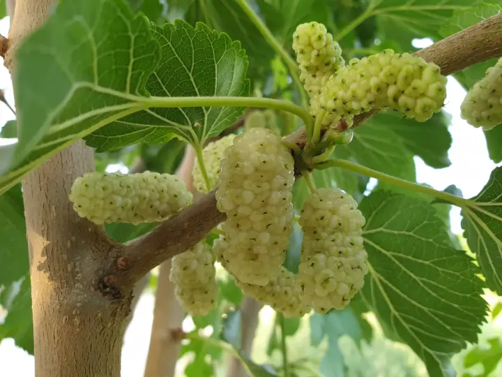 Grappoli di frutto del gelso bianco, ancora acerbi, pendono da un ramo tra foglie verdi.