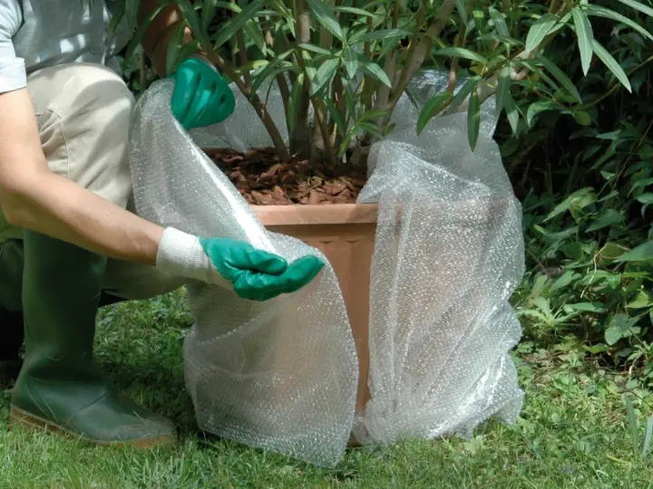 Persona con guanti verdi avvolge una pianta in vaso con pluriball per proteggere le piante dal freddo sul balcone.