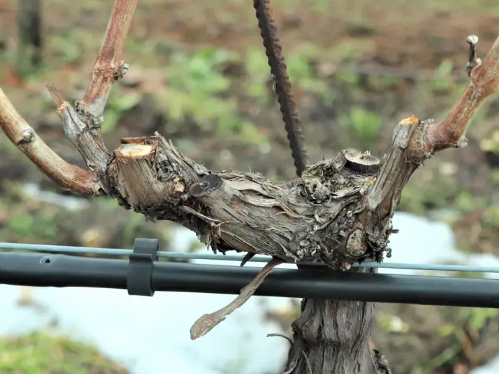 Un robusto tralcio di vite, potato e pronto per la nuova stagione, si staglia su uno sfondo sfocato.