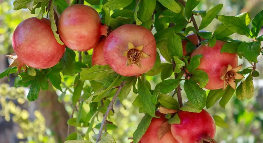 Melograni maturi pendono dai rami verdi, pronti per la raccolta dopo la potatura.