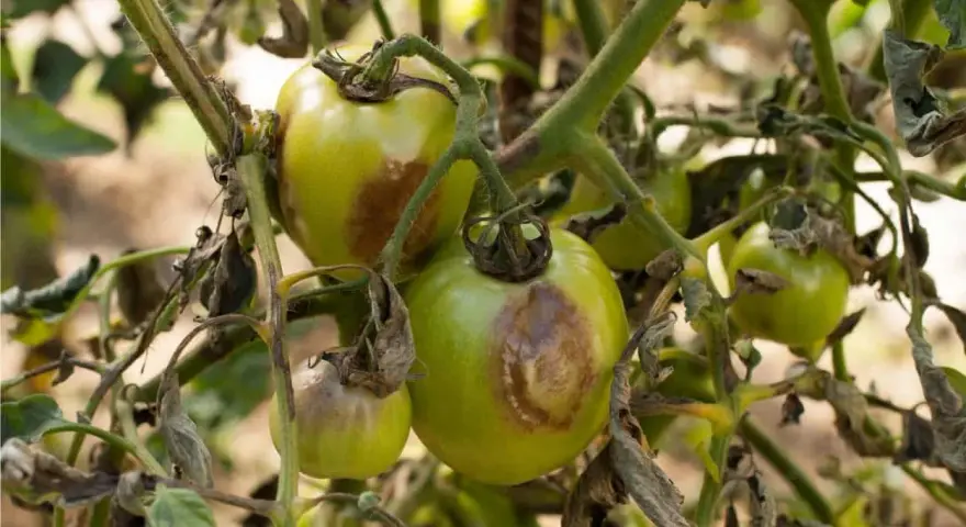 Pomodori verdi con macchie marroni e foglie secche, indicative di malattie del pomodoro.