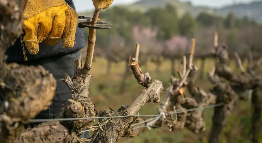 Mani guantate potano una vite a pergola, un gesto essenziale per la sua crescita.