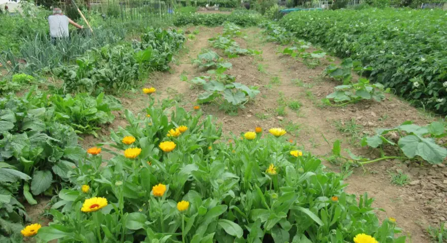 Fioritura di calendula in un orto. I semi di calendula si piantano in primavera, quando il terreno è caldo.