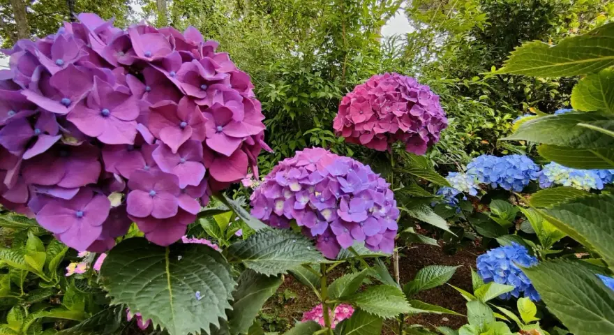 Ortensie viola e blu in fiore. Per una fioritura rigogliosa, scopri come potare le ortensie.