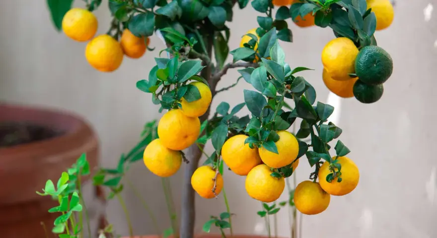 Un nespolo in vaso carico di frutti gialli e verdi, con foglie lucide. Un piccolo albero da frutto che porta allegria.