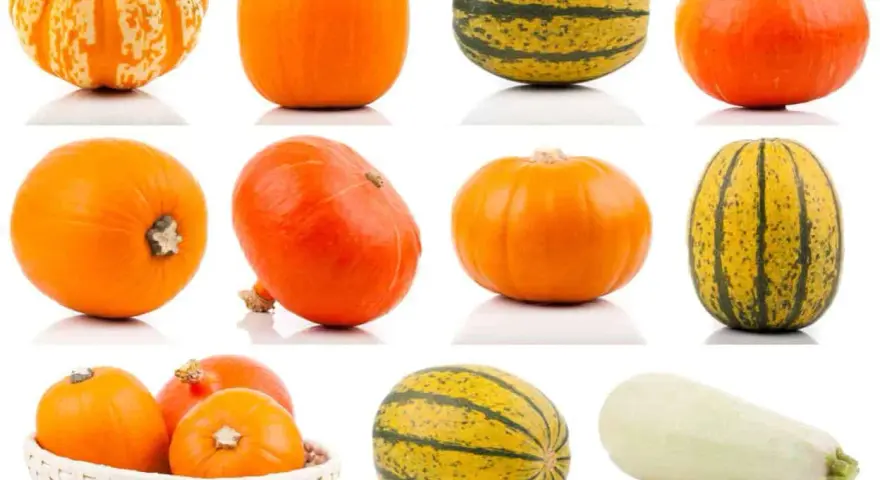 Una collezione di zucche di varie forme e colori, tra cui una zucca lunga arancione.