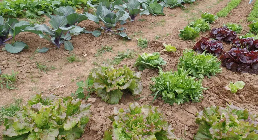 Un orto rigoglioso con diverse varietà di lattuga pronte per essere raccolte. Impara come raccogliere l'insalata per un pasto fresco.