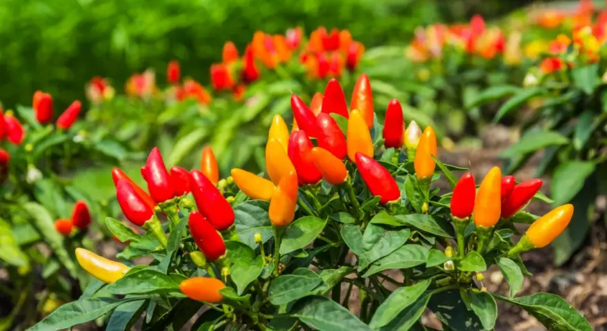 Piante di peperoncino in vaso, cariche di frutti rossi e arancioni, pronte per la raccolta.