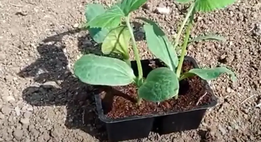 Piantine di melanzane in vasetto, pronte per il trapianto. Il periodo melanzane è iniziato, con queste giovani piantine che promettono un raccolto abbondante.