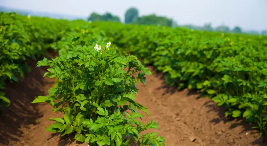 Un campo di patate in crescita, con file ordinate di piante verdi e qualche fiore bianco. È il momento ideale per la semina delle patate, promettendo un raccolto abbondante.