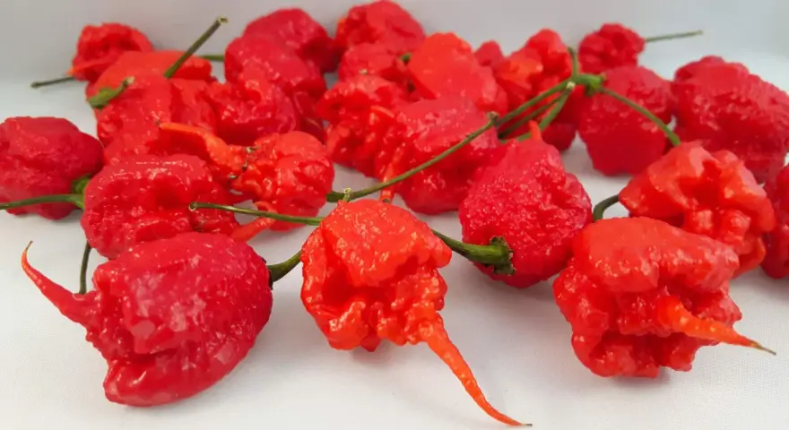 Un gruppo di peperoncini rossi, rugosi e appuntiti, tra cui spicca il peperoncino più piccante al mondo.