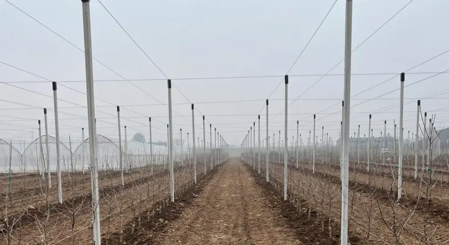 Filare di giovani alberi di mele in un frutteto con pali e fili per il supporto.