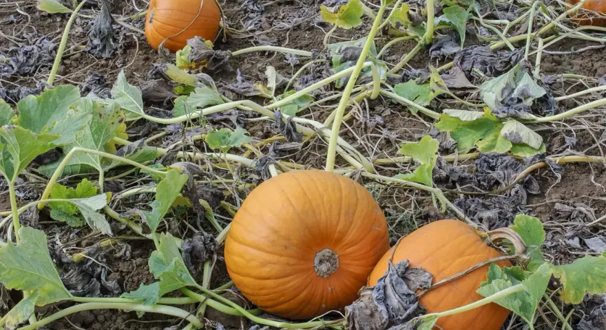 Zucca coltivazione: arance zucche mature giacciono sul terreno tra le foglie verdi e secche, pronte per il raccolto.