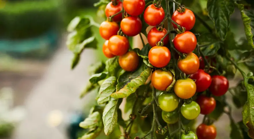 Grappoli di pomodorini ciliegino maturi e verdi pendono da un ramo, un vero spettacolo della stagione pomodori.