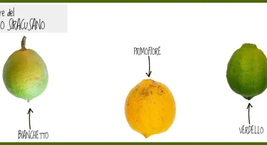 Tre limoni: Bianchetto, Primofiore e Verdello, che rappresentano le fioriture del limone maschio e femmina.