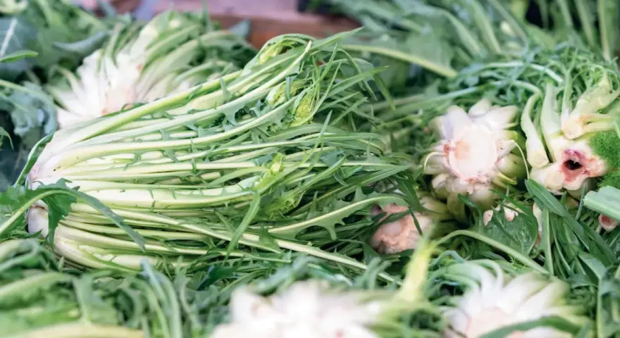 Un mucchio di puntarelle fresche, pronte per essere gustate. La puntarelle stagione è un'esplosione di sapore e croccantezza.