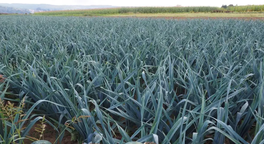 Campo rigoglioso di porri, pronti per la raccolta. La stagione dei porri è un momento di abbondanza per questo ortaggio versatile.