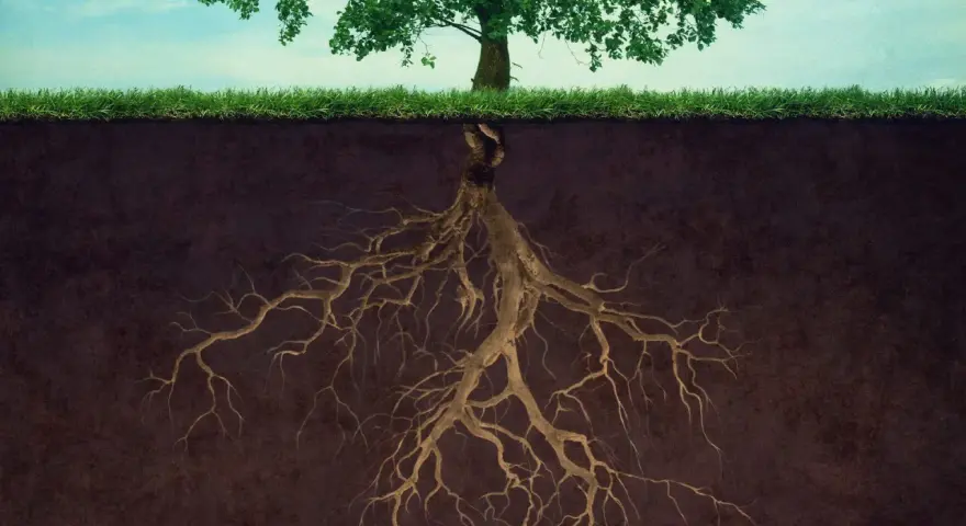 Radici di alberi che si estendono in profondità nel terreno, mostrando la forza nascosta della natura.