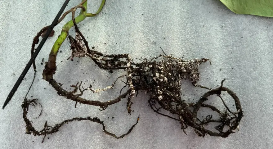 Radici di una pianta con residui di terra e piccole sfere bianche, forse indicative di armillaria mellea.