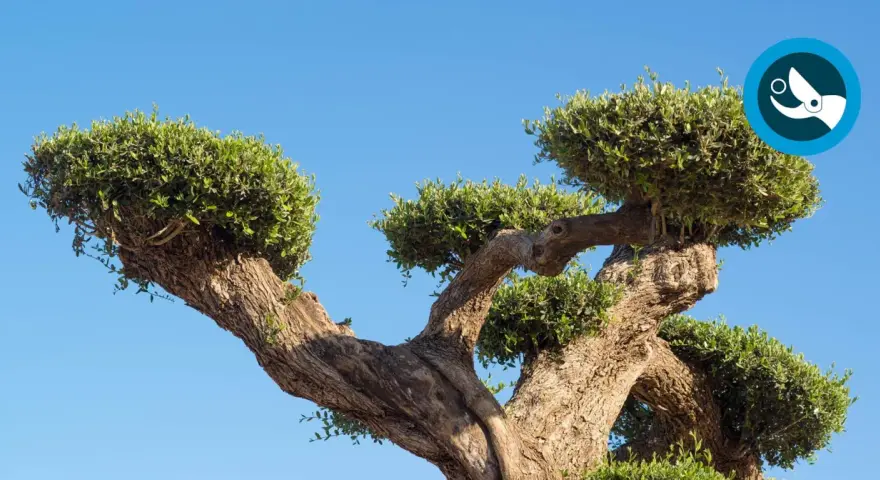Potatura olivo ornamentale: tronco contorto e chioma verde brillante contro il cielo azzurro.