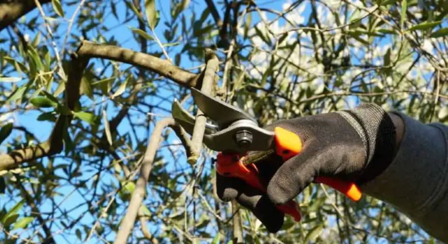 Mano guantata pota un ramo d'ulivo, un gesto essenziale per capire come riconoscere i rami fruttiferi e favorire la raccolta.