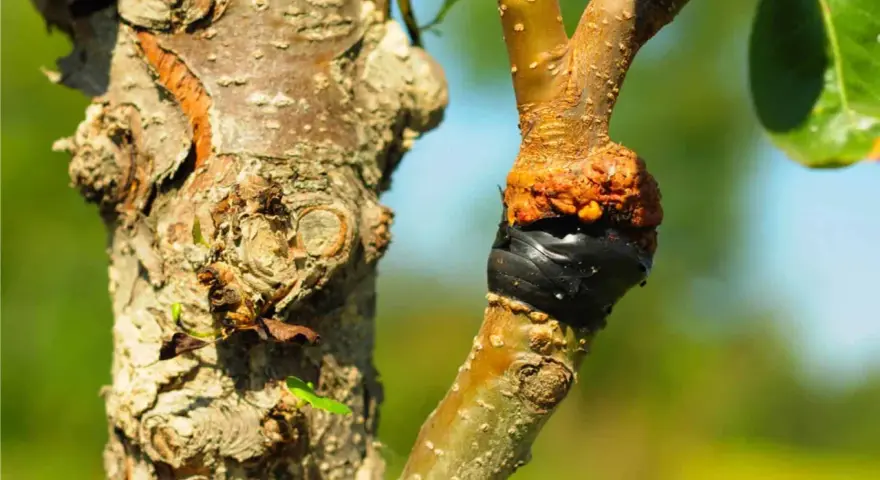 Un innesto su un ramo di albero, con la corteccia arancione e il nastro nero che unisce i due pezzi. Diversi tipi di innesto sono visibili.