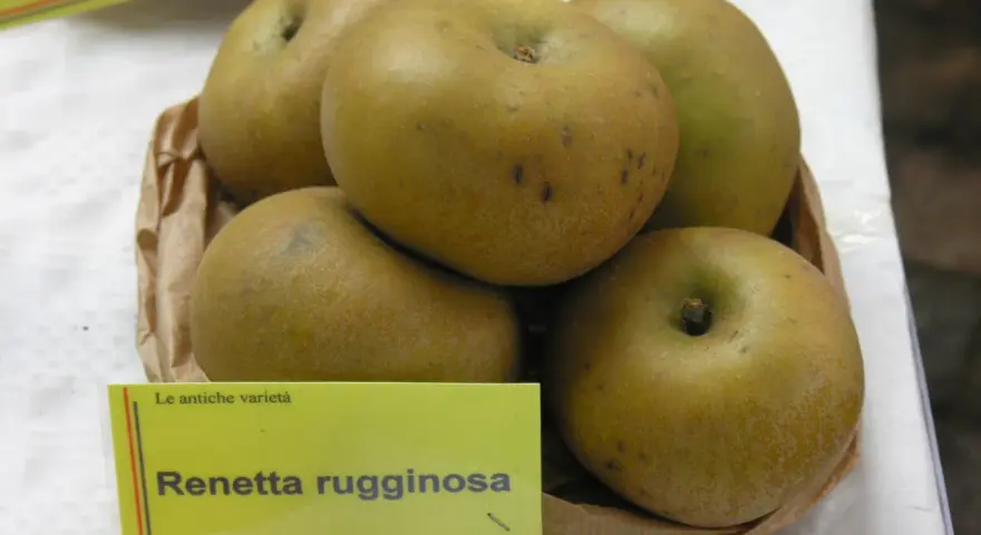 Mele Renetta rugginosa, un esempio di dove crescono le mele antiche, con la loro buccia ruvida e colore dorato.