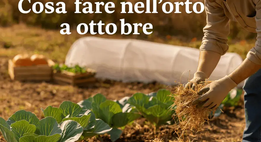 Giardiniere prepara il terreno per cosa piantare a ottobre. Cavoli e zucche in vista, con tunnel protettivo sullo sfondo.