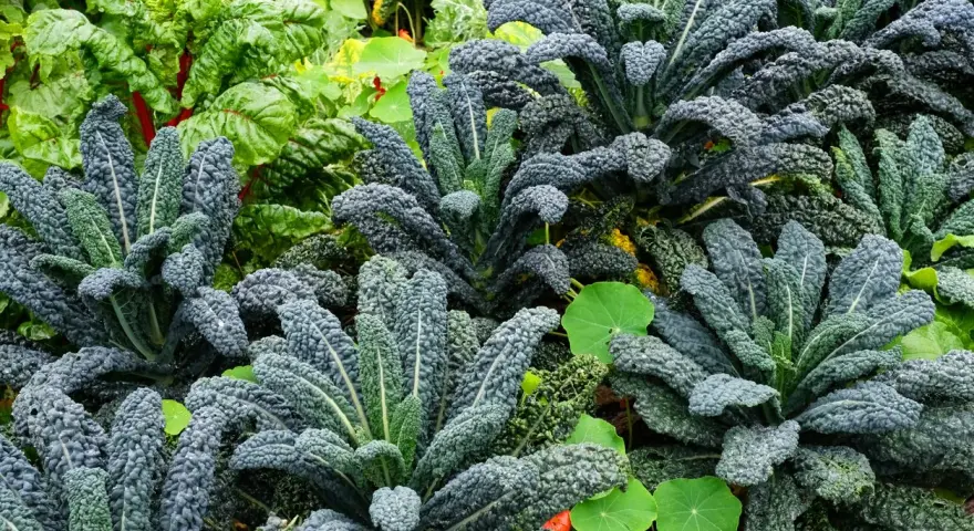 Cavolo nero rigoglioso in un orto, ideale per capire quando piantare il cavolo nero per un raccolto abbondante.