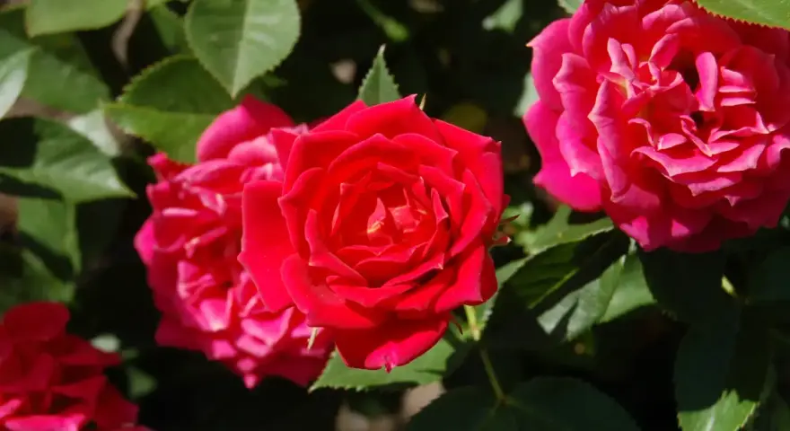 Un primo piano di una talea di rosa in acqua, con petali rossi vibranti e foglie verdi lussureggianti.