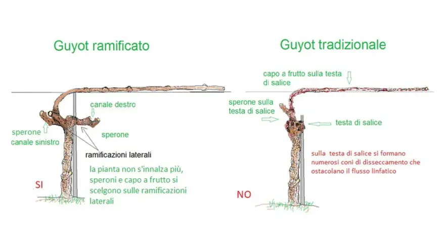 Confronto tra Guyot ramificato e tradizionale. Il ramo di vite nel Guyot ramificato è più produttivo.