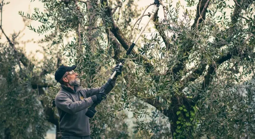 Un uomo pota un ulivo con un attrezzo elettrico. È il momento giusto quando si potano gli ulivi per favorire la crescita e la produzione.