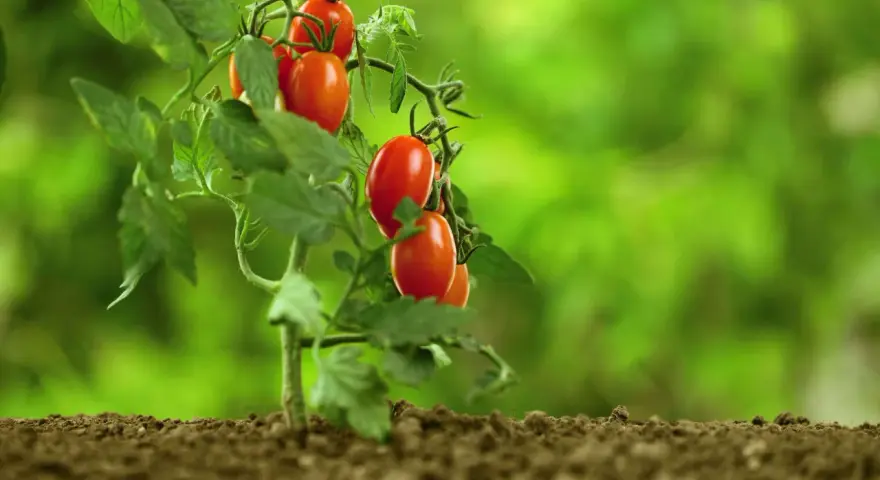 Un ramo di pomodori ciliegino maturi, rossi e succosi, spuntano dalla terra fertile. È il momento perfetto quando maturano i pomodori.