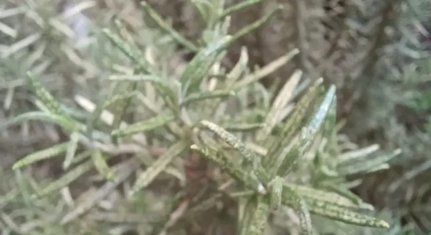Rami di rosmarino con foglie macchiate, possibili segni di malattie.