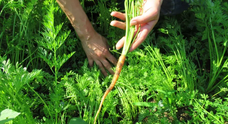 Mani che raccolgono una carota fresca dal campo verde. Momento perfetto quando si raccolgono le carote.