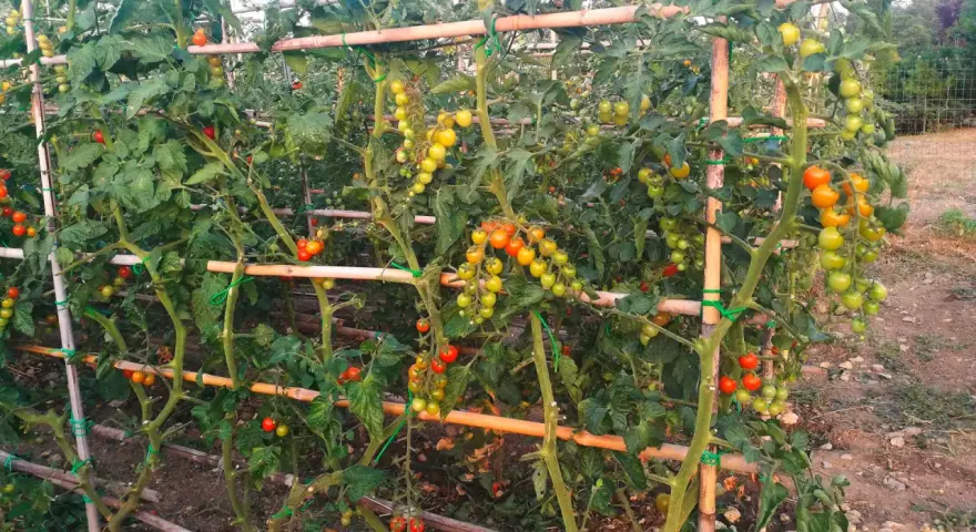Pomodori maturi e acerbi pendono da piante rigogliose, sostenute da tutori di bambù. Un vero e proprio macerato di pomodoro in crescita.