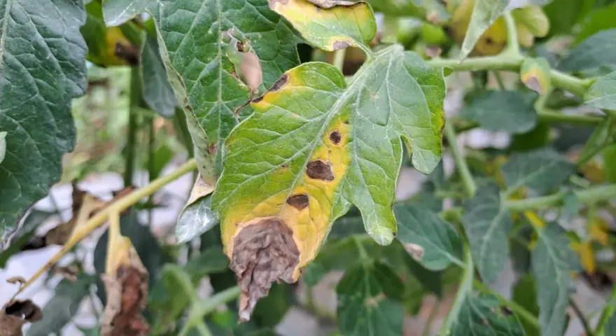 Foglie di pomodoro colpite da peronospora, con macchie gialle e marroni, e aree secche e necrotiche.
