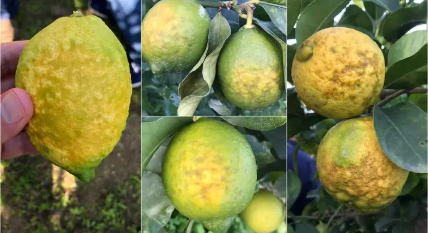 Immagini di limoni con macchie gialle e irregolari sulla buccia, indicative di malattie del limone.