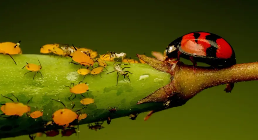 Coccinella rossa e nera su un ramo verde, circondata da afidi gialli e un insetto bianco peloso.