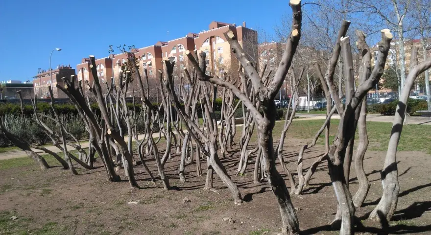 Filari di alberi appena sottoposti a potatura mandorlo, con i loro rami spogli e tagli netti, si stagliano contro un cielo azzurro.
