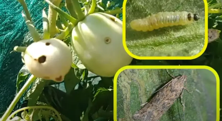 Pomodori danneggiati dalla tuta absoluta. Inseriti insetti: larva e adulto.