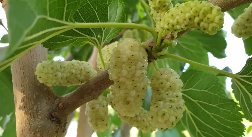 Grappoli di frutto del gelso bianco, ancora acerbi, pendono da un ramo tra foglie verdi.