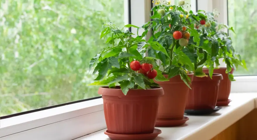 Pomodori in vaso sul davanzale, con frutti rossi e verdi che promettono un raccolto gustoso.