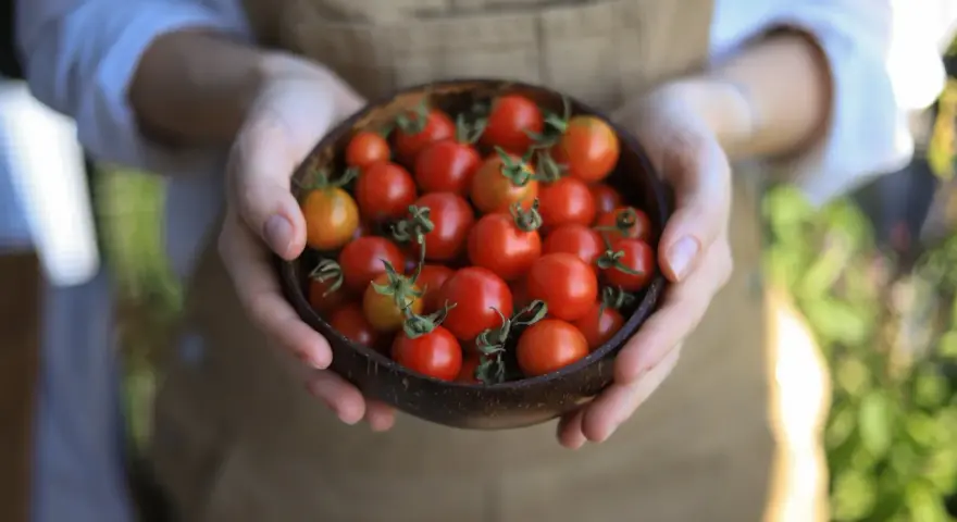 Mani che tengono una ciotola di pomodorini freschi, un invito a scoprire i trucchi per coltivare pomodori succosi e saporiti.