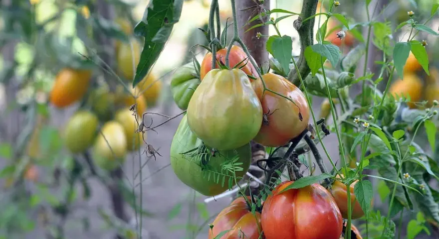 A cluster of ripening tomatoes, some green and some red, hang from a vine with green leaves and small white flowers.