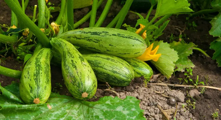 Un grappolo di zucchine verdi striate, mature e pronte per essere raccolte, crescono rigogliose sulla loro pianta.